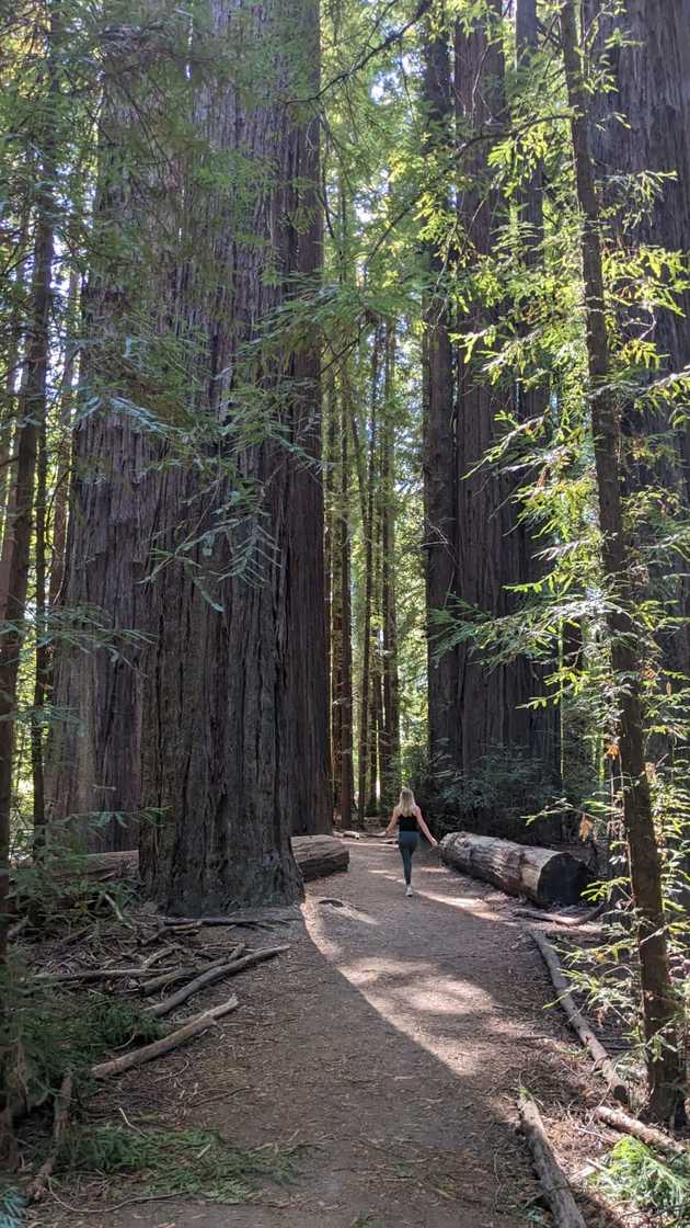 Redwoods