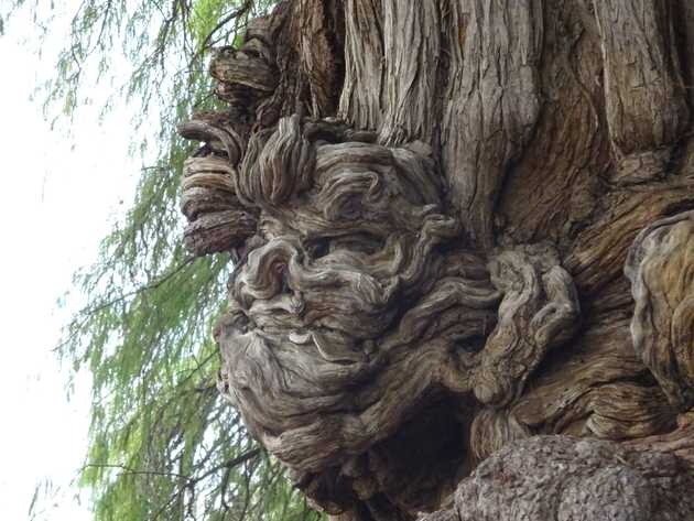 Tree Face