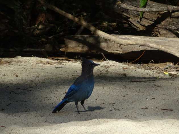 Blue Jay