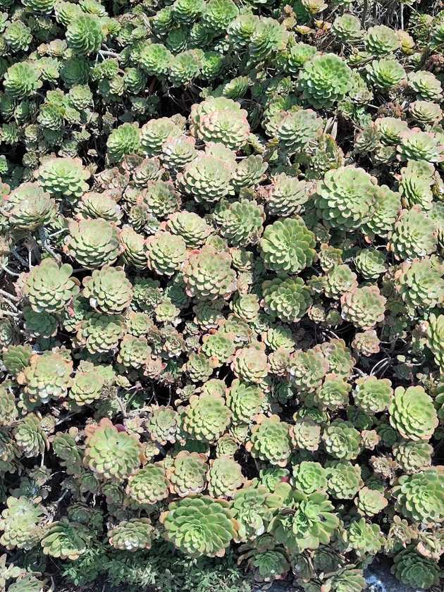 succulent bush