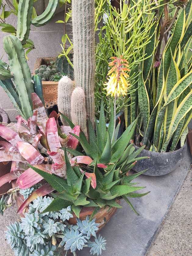 jazzy cacti