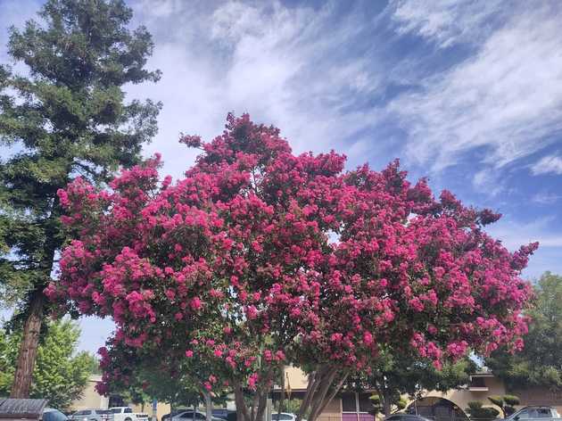 Flowering Gum