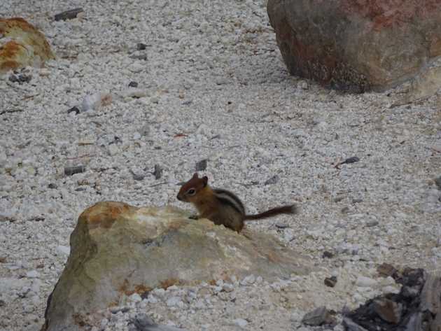 Chipmonk