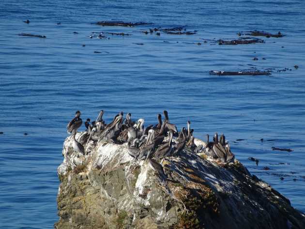 Pelicans