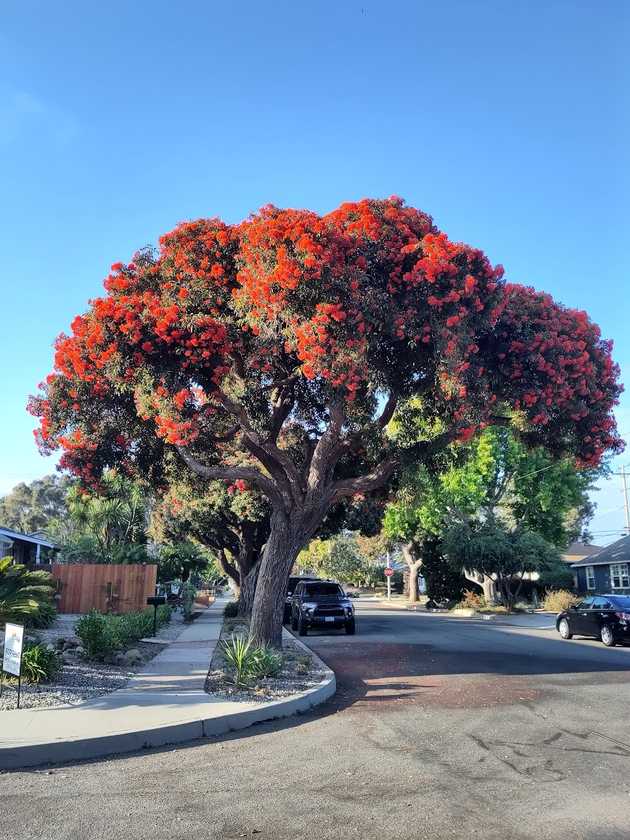 Flowering Gum