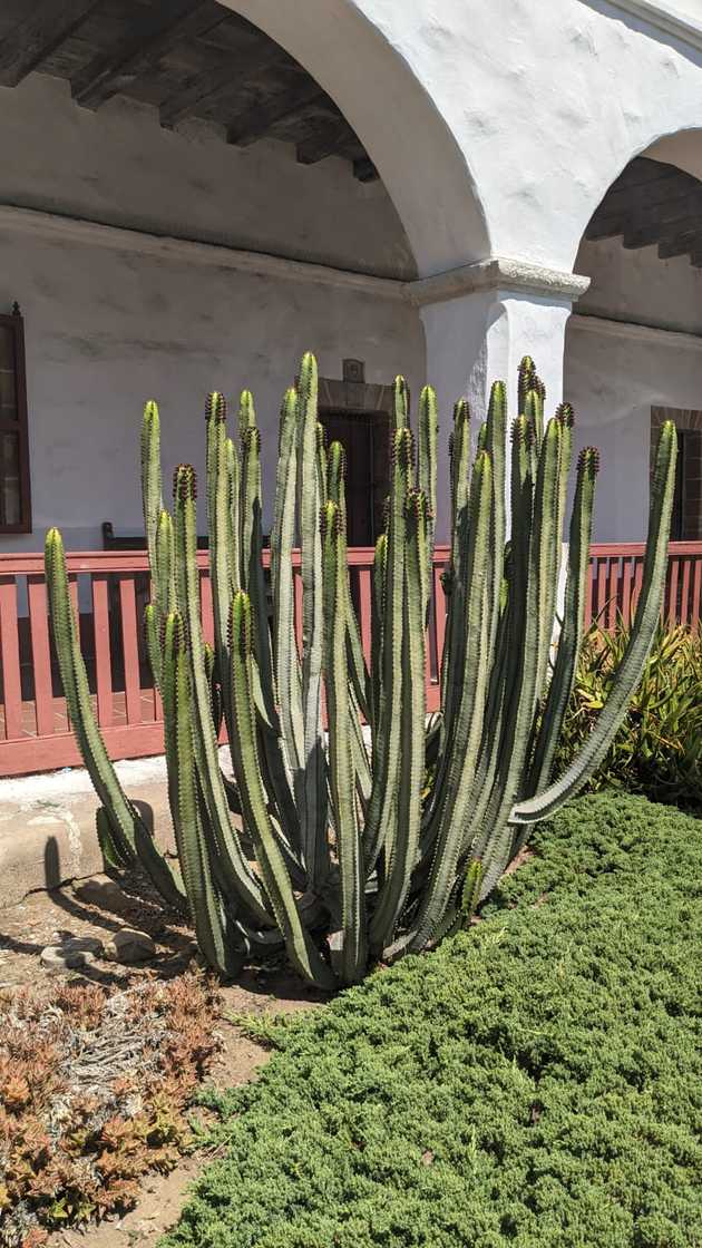 Cacti