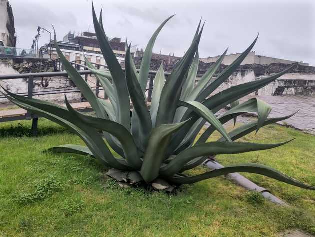 Agave Pic