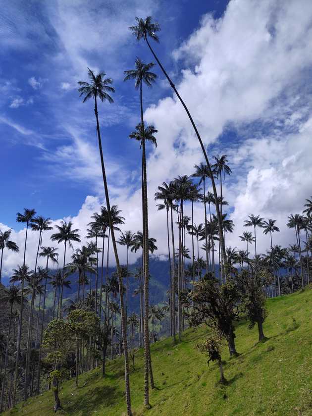 wax palms