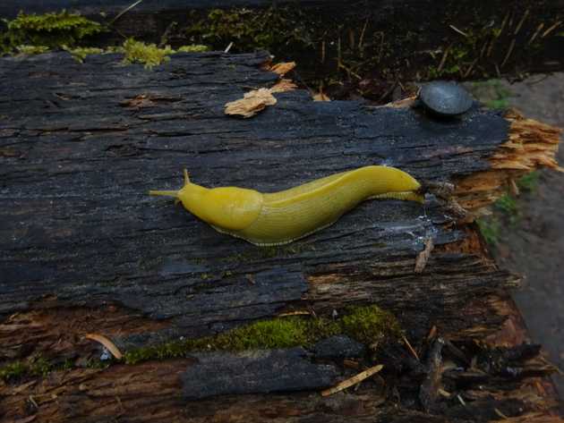 Banana Slug