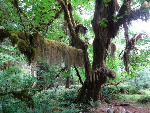 moss curtain